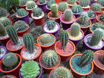 Las 8 cosas sobre los Cactus que tenés que saber para que vivan felices