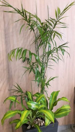 Chamadorea bambusoidea con plantas de base de Dracaena massangeana
