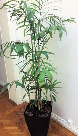 Chamadorea bambusoidea en maceta piramidal de plástico negra