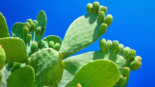 Cactus del tipo cladiolo