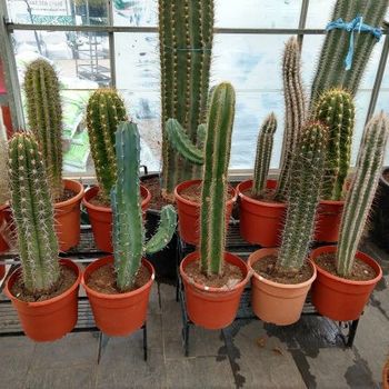 Cactus del tipo columnar