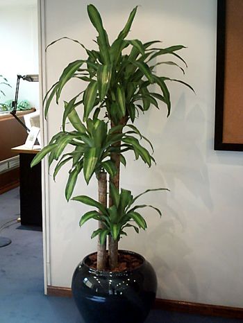 Las Dracaenas massangeanas son unas de las 10 plantas ideales para oficinas