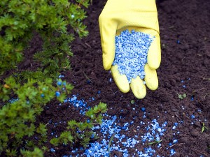 aplicando fertilizante en la tierra