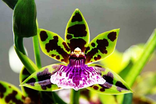 Las flores de las Orquídeas son muy diversas y llamativas