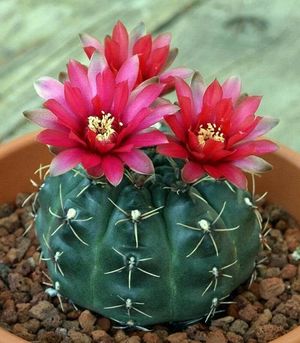 Cactus del tipo globoso