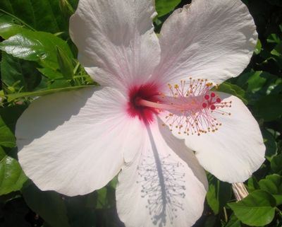 El Hibiscus puede ser una de las 10 plantas de interior con flores que pueden alegrar tu casa