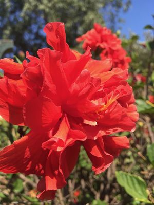 Hibiscus de pétalos rojos