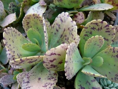 Kalanchoe marmorata, planta suculenta