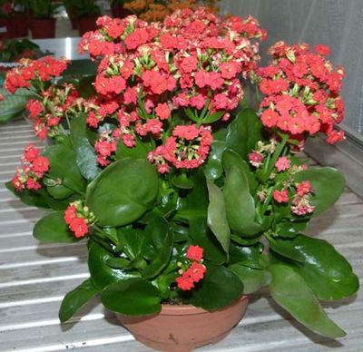 El Kalanchoe puede ser una de las 10 plantas de interior con flores que pueden alegrar tu casa