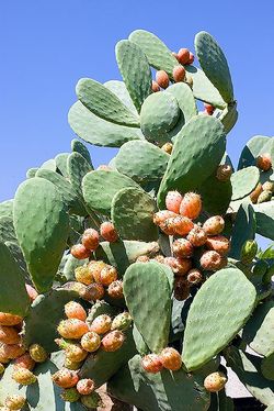 Cactus Opuntia ficus indica