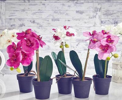 Las Orquídeas pueden ser una de las 10 plantas de interior con flores que pueden alegrar tu casa