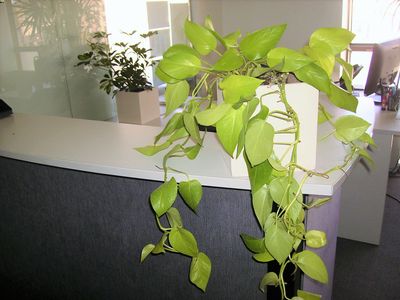 El Potus limón es una de las 10 plantas de interior ideales para oficinas