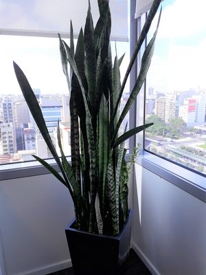 Planta de Sansevieria en maceta piramidal de fibra de vidrio color gris con esmalte brillante
