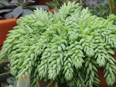 Sedum morganianum, planta suculenta
