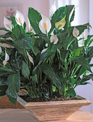 El Spathiphyllum es una de las 10 plantas de interior con flores que pueden alegrar tu hogar