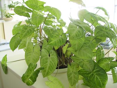 Las plantas de interior, como este Syngonium, pueden trasplantarse en cualquier época del año