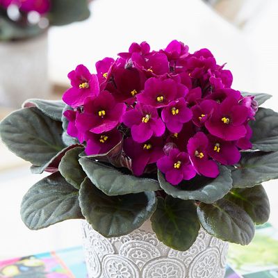 La Violeta Africana puede ser una de las 10 plantas de interior con flores que pueden alegrar tu casa
