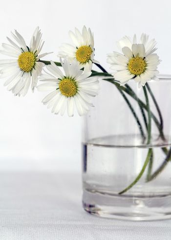 Las flores de corte se mantienen mejor si les cambiamos el agua a diario o si les agregamos gotas de lavandina o lejía