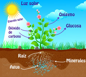 La fotosíntesis es el proceso por el que se explica cómo se alimentan las plantas