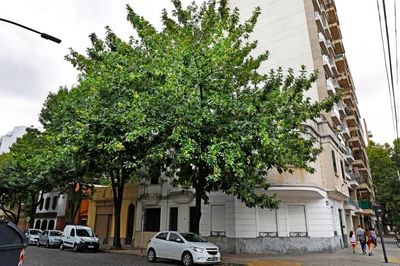El Fresno americano es uno de los árboles que podés plantar en la Ciudad de Buenos Aires
