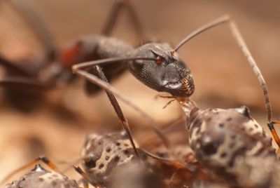 Hormiga negra alimentándose de la melaza segregada por un pulgón