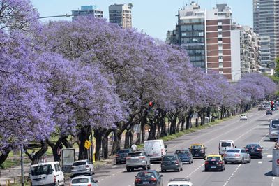 Avenida Alcorta en la Ciudad de Buenos aires, con árboles de Jacarandá en flor