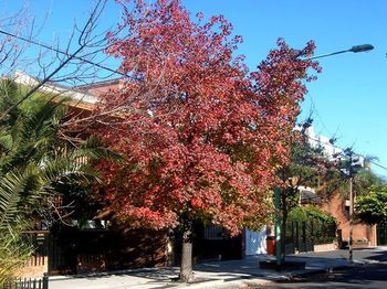 El Liquidambar es uno de los árboles que podés plantar en la Ciudad de Buenos Aires