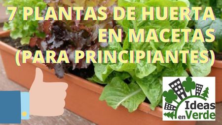 7 Plantas de Huerta en Macetas (para Principiantes)