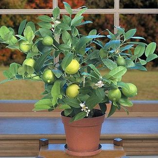 para tener una buena planta de limonero, podés seguir estos 10 consejos para cultivar frutales en maceta