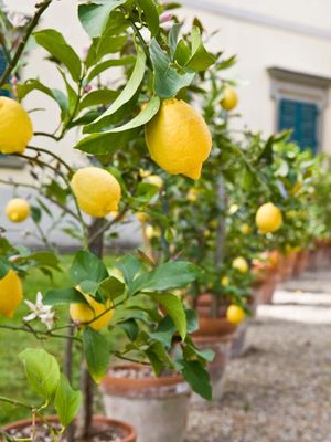 el clima es muy importante si queremos tener limoneros en maceta, según estos 10 consejos para cultivar frutales en maceta