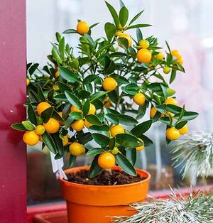 para tener una buena planta de mandarino, podés seguir estos 10 consejos para cultivar frutales en maceta