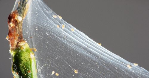 Telarañas tejidas por ácaros. ¿Cómo terminar con los ácaros de las plantas efectivamente?
