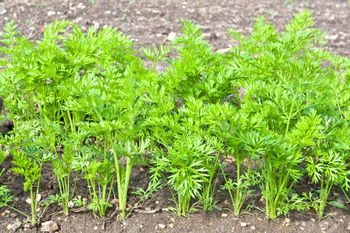 ¿Cuál es la vida útil de las plantas de Zanahoria? Las Zanahorias son plantas bianuales
