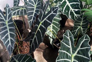Alocasia sanderiana, una de las mejores 9 plantas ¨negras¨ para decorar tu casa