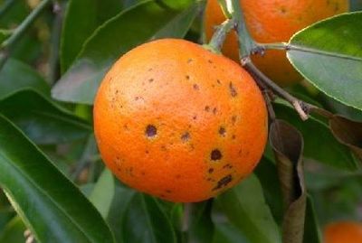 Fruto de Naranja afectado por la enfermedad fúngica Antracnosis