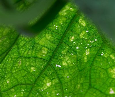 Daños en hojas de plantas por Thrips, el enemigo invisible de las plantas