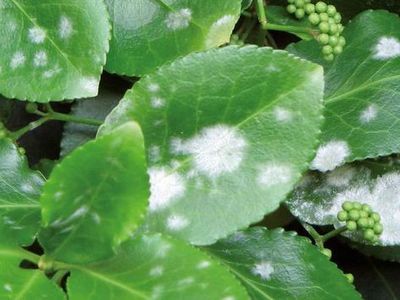 Hojas de plantas afectadas por la enfermedad fúngica Oídio