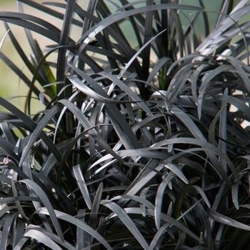 Ophiopogon , una de las mejores 9 plantas ¨negras¨ para decorar tu casa