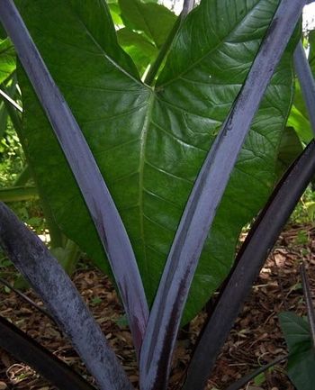 Xanthosoma violaceum, una de las mejores 9 plantas ¨negras¨ para decorar tu casa