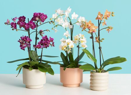 Guía Básica Cultivar Una Orquídea Siempre En Flor