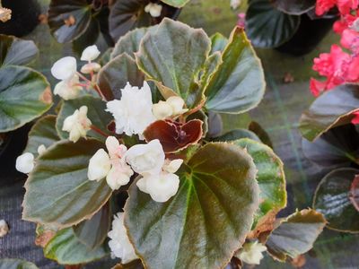 La Begonia semperflorens es una de las plantas de hojas variegadas más conocidas