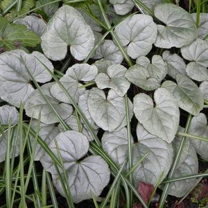 El Cyclamen es una de las plantas de hojas variegadas más llamativas