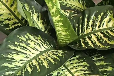 La Dieffenbachia amoena es una de las plantas de hojas variegadas más bellas