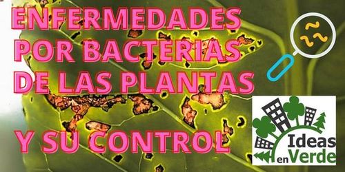 Enfermedades Por Bacterias De Las Plantas y Su Control