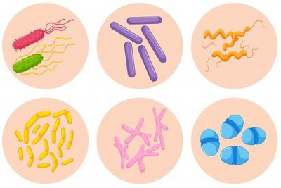 Diferentes formas de bacterias