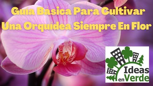 Guía Básica Para Cultivar Una Orquídea Siempre En Flor