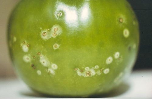 Manzana afectada por Bacteriosis