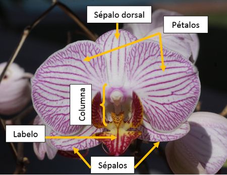 Partes de la flor de una Orquídea
