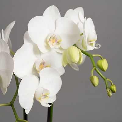 Guía Básica Cultivar Una Orquídea Phalaenopsis Siempre En Flor