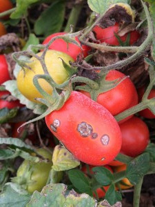 Tomate afectado por la podredumbre húmeda o Erwinia carotovora